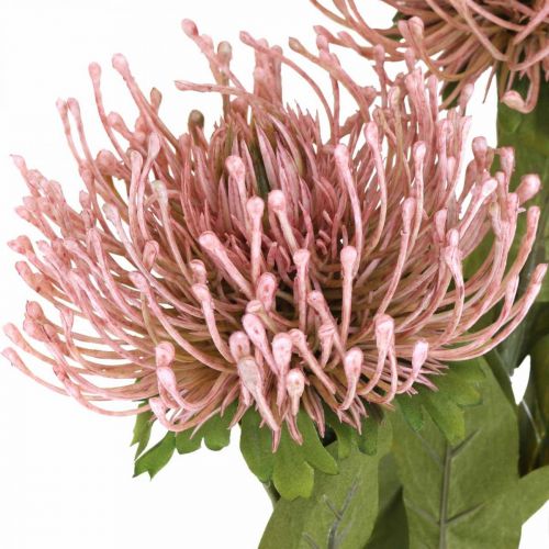 Floristik24 Rudens gėlių segtukas dirbtinis Protea Rosa Leucospermum 73cm 3vnt.
