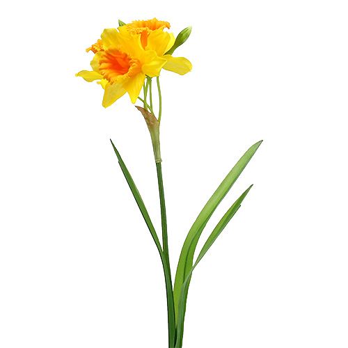 Floristik24 Narcizo geltona L40cm