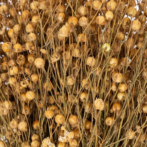 daiktų Natūralios džiovintos linų žolės džiovintų gėlių kompozicijoms Linum Natur 60cm 180g