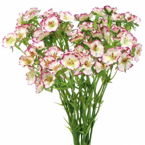 Floristik24 Gvazdikų kekė Balta, violetinė 34cm