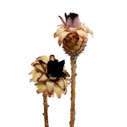 Floristik24 Nerifolia Bud 25 vnt