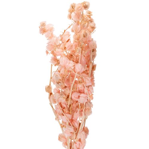 Džiovintas žiedkotis sukuria romantišką atmosferą bet kurioje gyvenamojoje erdvėje (75 cm)