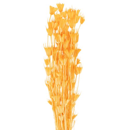 Džiovintų juodgrūdžių (Nigella) gėlių kompozicija ilgalaikiam naudojimui. Elegantiška ir akį traukianti kompozicija. 70 cm 50 g