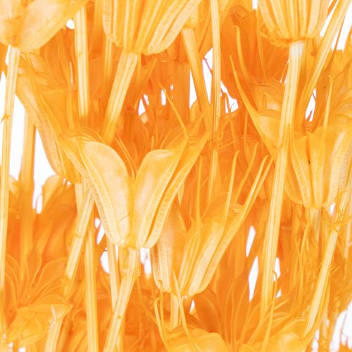 daiktų Džiovintų juodgrūdžių (Nigella) gėlių kompozicija ilgalaikiam naudojimui. Elegantiška ir akį traukianti kompozicija. 70 cm 50 g