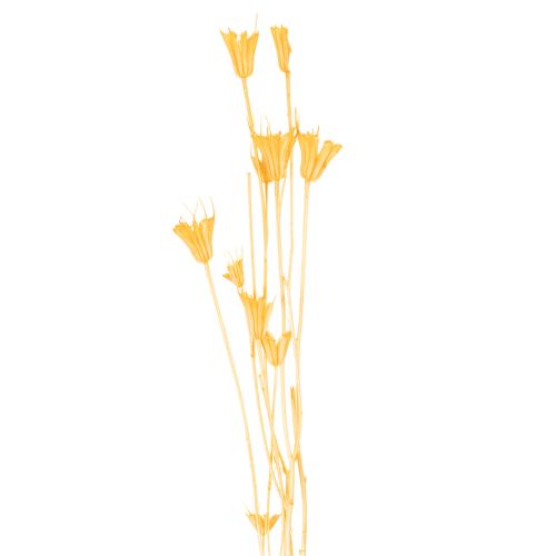 daiktų Džiovintų juodgrūdžių (Nigella) gėlių kompozicija ilgalaikiam naudojimui. Elegantiška ir akį traukianti kompozicija. 70 cm 50 g