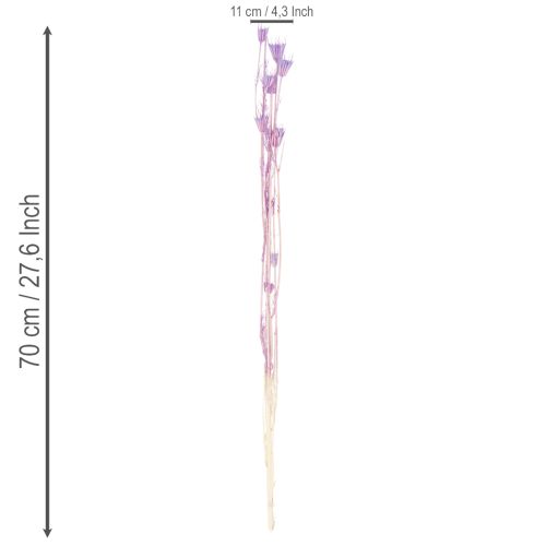 daiktų Džiovintų juodgrūdžių puokštė, dekoratyvinė, naudojama svetainėje, sukuria unikalią atmosferą, 70 cm, 50 g