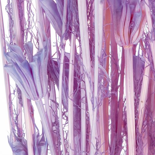 daiktų Džiovintų juodgrūdžių puokštė, dekoratyvinė, naudojama svetainėje, sukuria unikalią atmosferą, 70 cm, 50 g