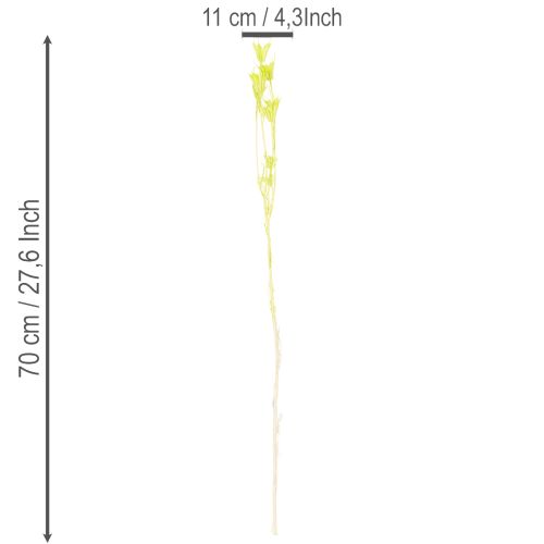 daiktų Džiovinti juodgrūdžių žiedai, žavinga natūrali kambario puošmena namams, 70 cm, 50 g