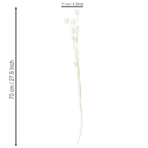 daiktų Džiovintos juodgrūdžių puokštės, elegantiška natūrali puošmena išskirtiniam interjerui, 70 cm, 50 g