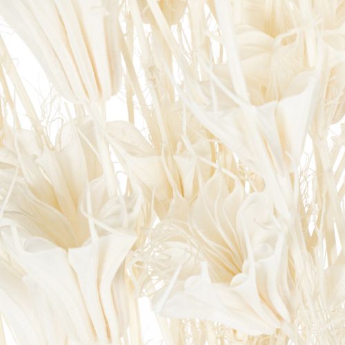 daiktų Džiovintos juodgrūdžių puokštės, elegantiška natūrali puošmena išskirtiniam interjerui, 70 cm, 50 g