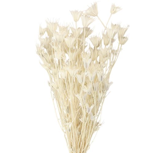 Floristik24 Džiovinti Nigella Orientalis žiedai, juodieji kmynai, baltieji, 50 cm, 100 g
