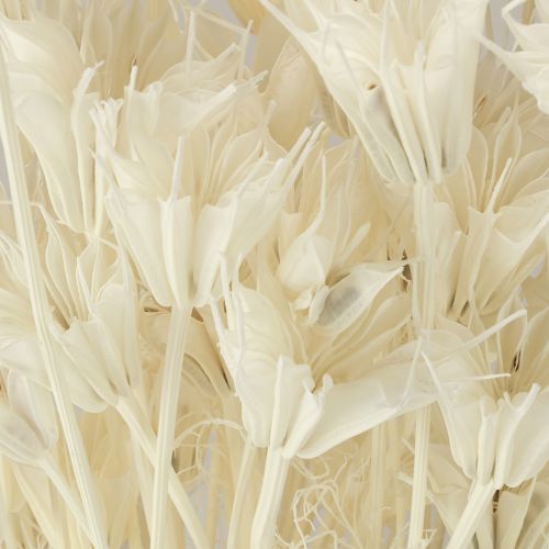 daiktų Džiovinti Nigella Orientalis žiedai, juodieji kmynai, baltieji, 50 cm, 100 g