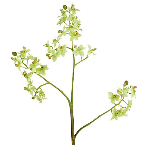 Floristik24 Orchidėja 97cm šviesiai žalia