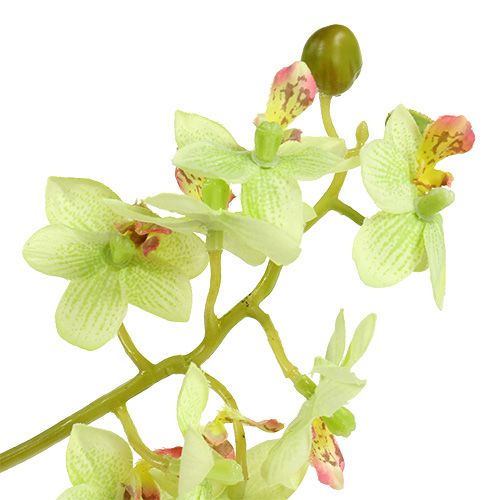 daiktų Orchidėja 97cm šviesiai žalia