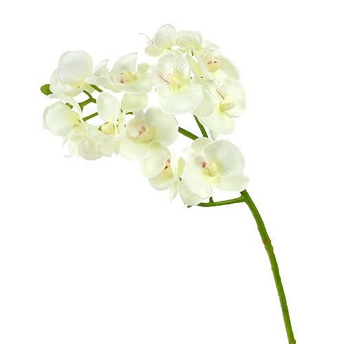 Floristik24 Orchidėja kreminė-balta L57cm 6vnt