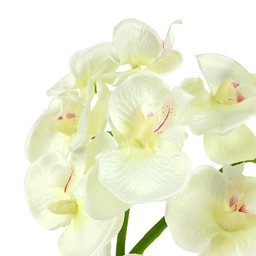 daiktų Orchid Cream-White L57cm 6 vnt