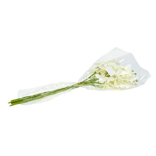 daiktų Orchid Cream-White L57cm 6 vnt