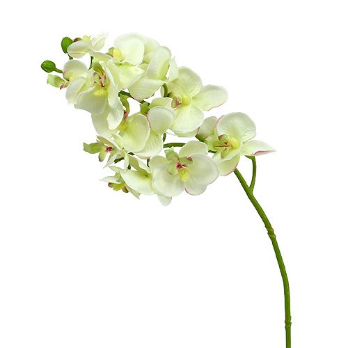 Floristik24 Orchidėja šviesiai žalia 56cm 6vnt