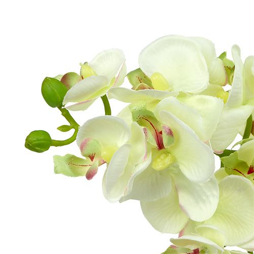 Orchidėja šviesiai žalia 56cm 6vnt