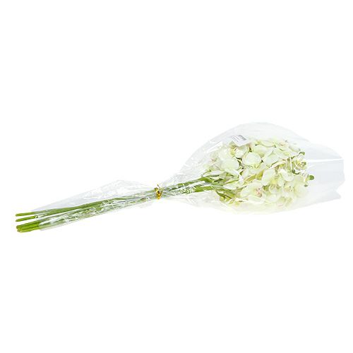 daiktų Orchidėja šviesiai žalia 56cm 6vnt