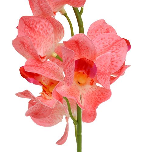 daiktų Orchidėja Mokara Lašiša 50cm 6 vnt
