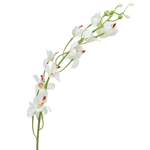 daiktų Orchid Mokara White 92cm 3vnt