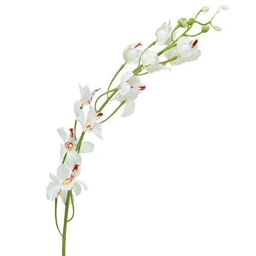 Orchid Mokara White 92cm 3vnt