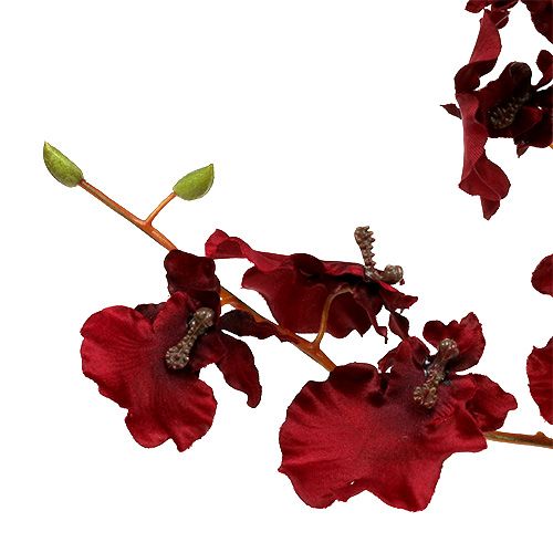 daiktų Orchid Oncidium 70cm tamsiai raudona 3vnt