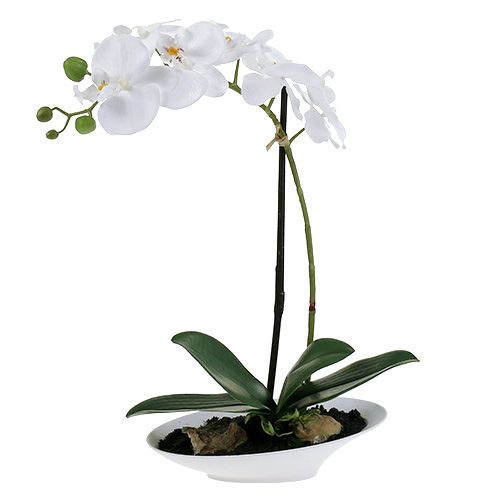 Floristik24 Orchid Phalaenopsis dubenėlyje baltas H40cm