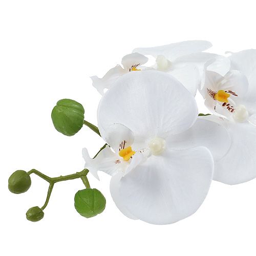daiktų Orchid Phalaenopsis dubenėlyje baltas H40cm