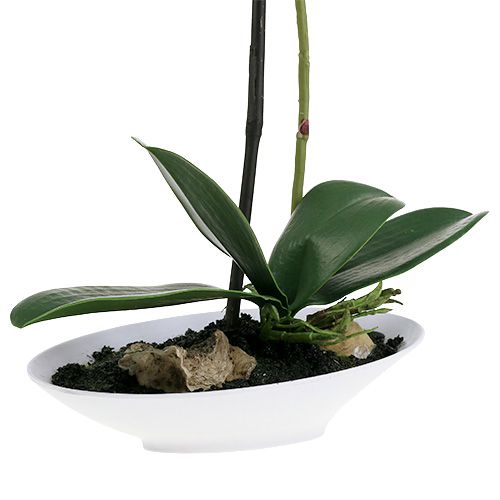 Floristik24 Orchid Phalaenopsis dubenėlyje baltas H40cm