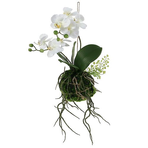 Floristik24 Orchid Phalaenopsis pakabinti H33cm kremą