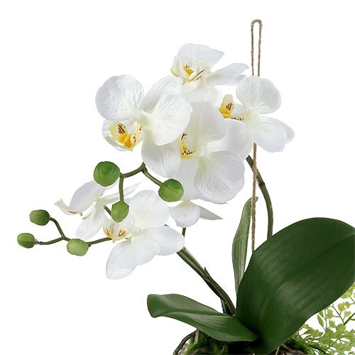 daiktų Orchid Phalaenopsis pakabinti H33cm kremą