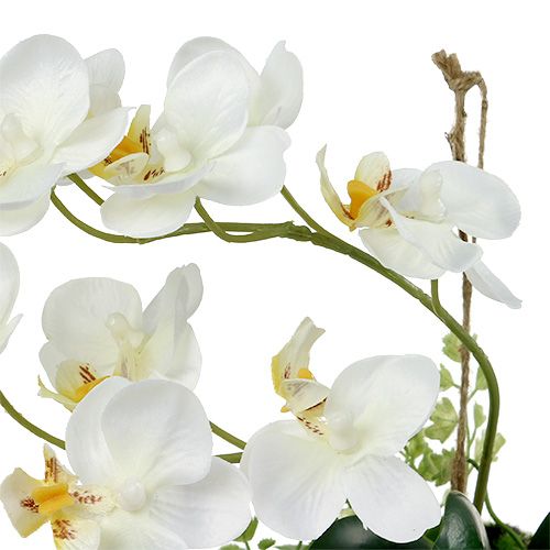 daiktų Orchid Phalaenopsis pakabinimui H26cm Kremas
