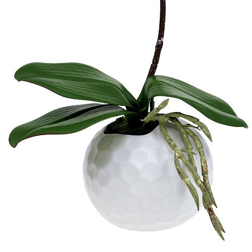 daiktų Rožinė orchidėja keraminiame vazone 31cm