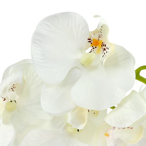 Floristik24 Orchidėja balta dirbtinė L73cm 4vnt