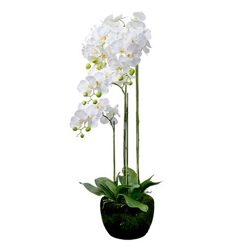 Floristik24 Orchidėja balta su gaubliu 110cm