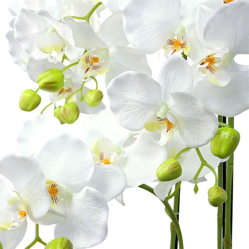 daiktų Orchidėja balta su gaubliu 110cm