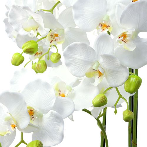 Floristik24 Orchidėja balta su gaubliu 110cm