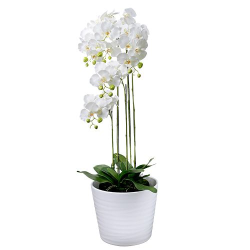 Floristik24 Orchidėja balta su gaubliu 110cm