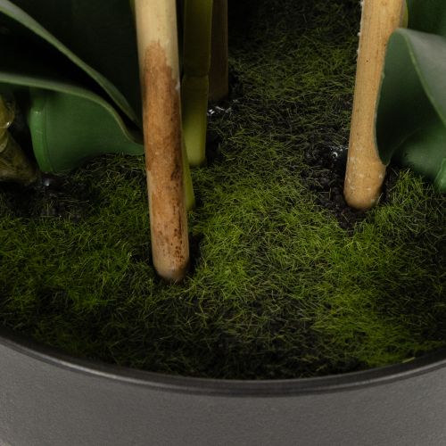 daiktų Dirbtinė orchidėja vazone harmoningai aplinkai, balta, 60 cm