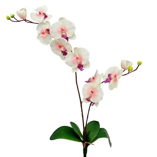 Floristik24 Orchidėja su 2 šakomis 60cm baltai rožinė
