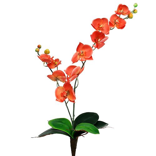 Floristik24 Orchidėja dvi šakos 60cm oranžinės spalvos