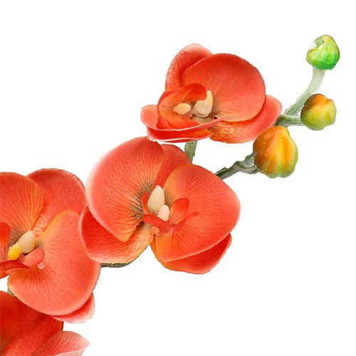 daiktų Orchidėja dvi šakos 60cm oranžinės spalvos