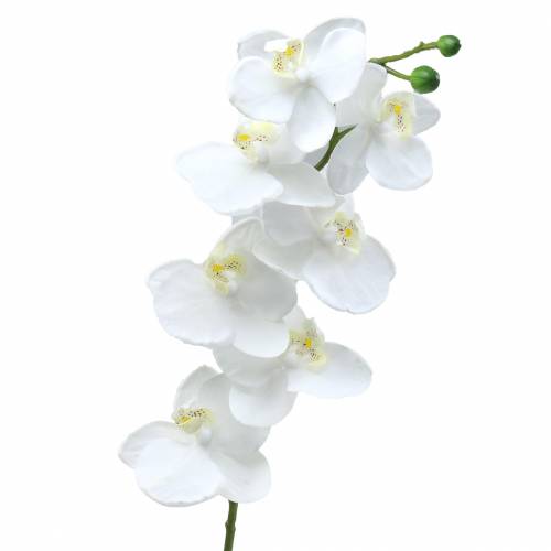 Orchidėja balta 77cm