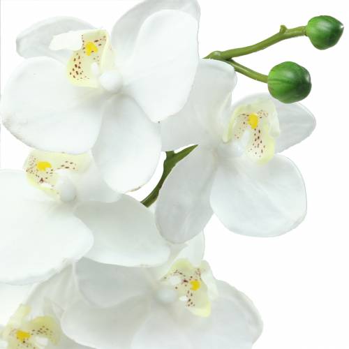daiktų Dirbtinė orchidėja dirbtinė gėlė balta Ø6,5-8cm 77cm