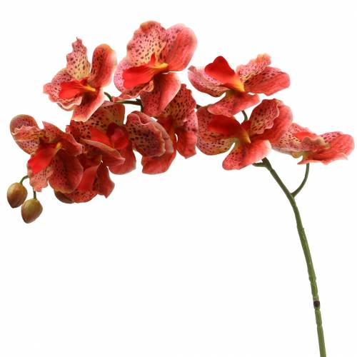 Floristik24 Dirbtinė orchidėja Phaelaenopsis Raudona, Oranžinė H81cm