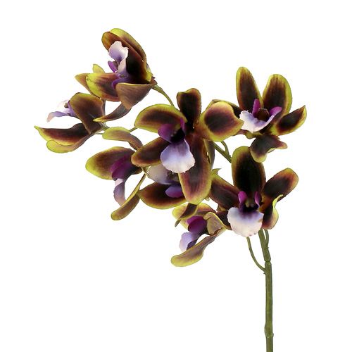 Floristik24 Orchid Cymbidium Green, Purple L38cm 4vnt