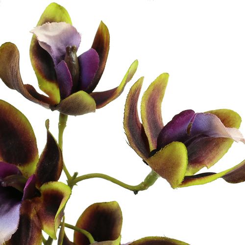 daiktų Orchid Cymbidium Green, Purple L38cm 4vnt