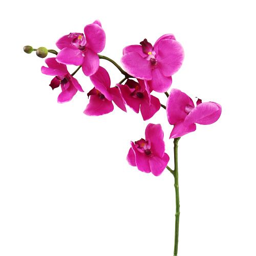 Orchidėja Phalaenopsis Rožinė 75cm